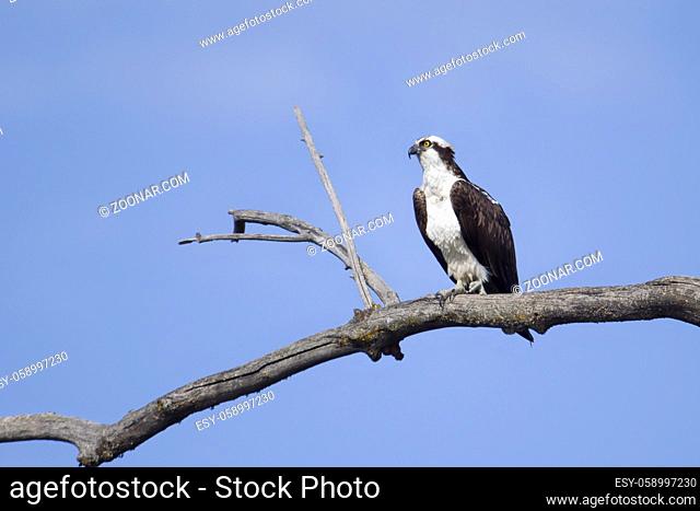 An osprey is perched on a barren branch watching for fish to catch in Coeur d'Alene, Idaho