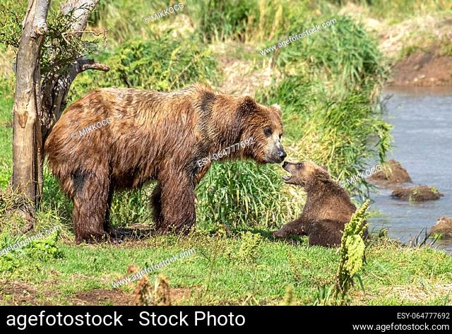 A female brown bear and her cub on river coast, Kamchatka, Russia