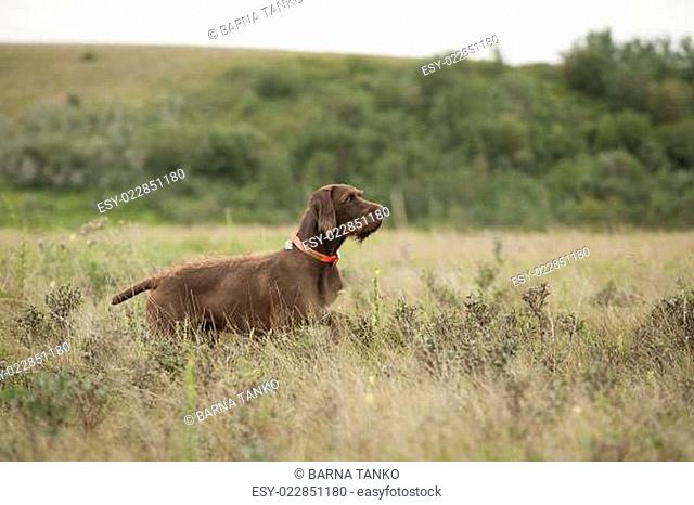 attentive pudelpointer hunting