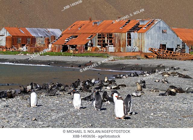 Gentoo penguin Pygoscelis papua on the beach with king penguins and Antarctic fur seal pups at the abandoned whaling station of Stromness, South Georgia