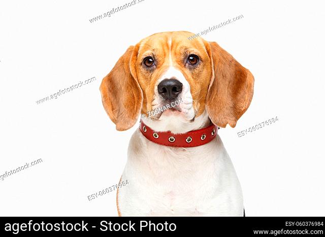 beautiful beagle girl dog with red collar isolated on white background. copy space