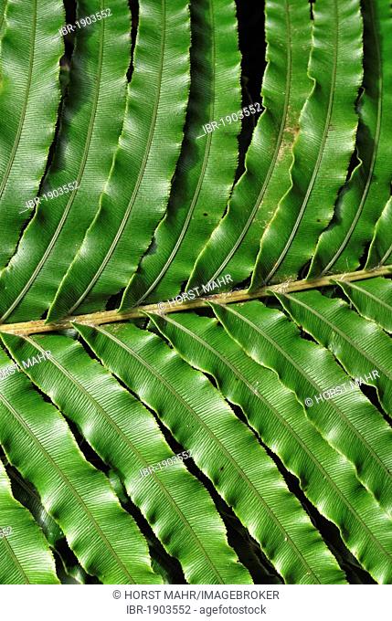 Kio kio fern (Blechnum novae-zelandiae), Rapaura Watergardens, Tapu, Coromandel Peninsula, North Island, New Zealand