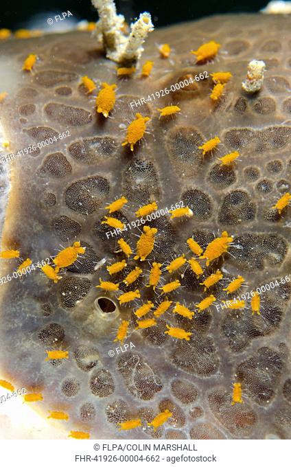 Sponge Isopod (Santia sp.) group, Lembeh Straits, Sulawesi, Sunda Islands, Indonesia, January