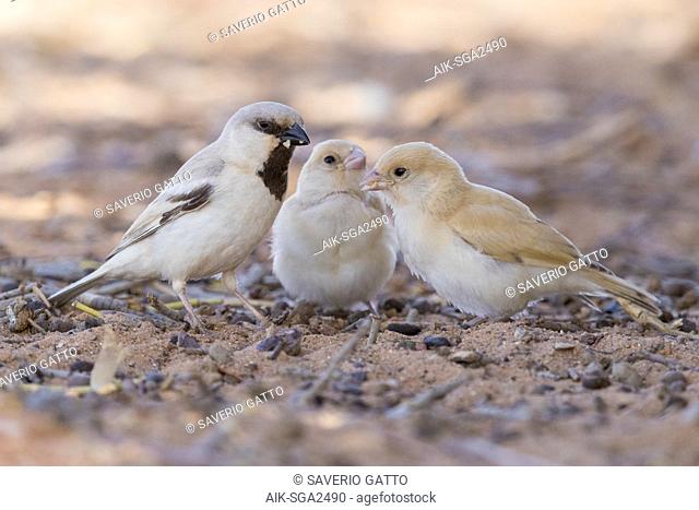 Desert Sparrow (Passer simplex saharae), adult male with two fledglings standing on the ground