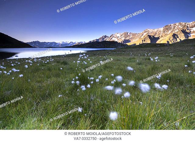 Cotton grass on the shore of Lago Nero, Gavia Pass, Camonica Valley, Brescia province, Lombardy, Italy