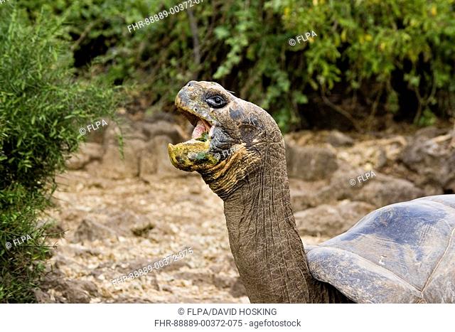 Galapagos Giant Tortoise, Geochelone elephantophus porteri, Santa Cruz island, Galapagos, close-up of head eating