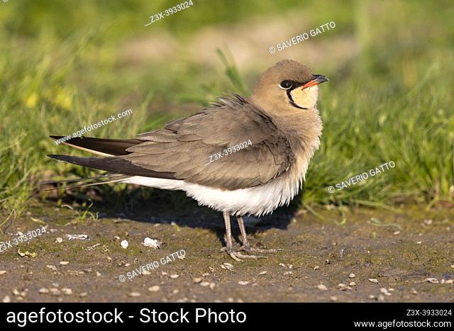 Collared Pratincole (Glareola pratincola), side view of an adult male standing on the ground, Campania, Italy