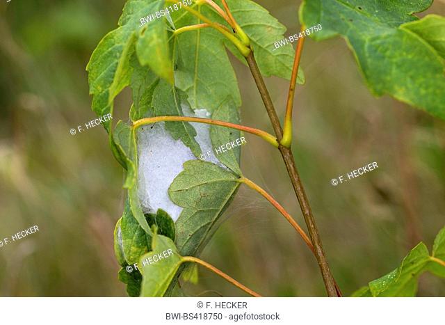 European sac spider (Cheiracanthium punctorium), cocoon, Germany