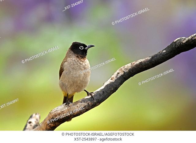 Pycnonotus xanthopygos, Yellow-vented Bulbul AKA White-Spectacled Bulbul, perched on a branch Photographed in Israel in April