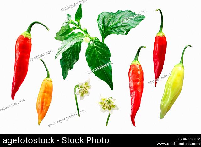 Aji Cristal pepper (Capsicum baccatum) plant, pods, flower, exploded view (elements). Clipping path for each element
