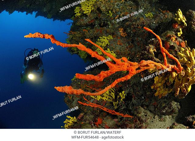 Red Sponge, Axinella polypoides, Pag Island, Adriatic Sea, Croatia