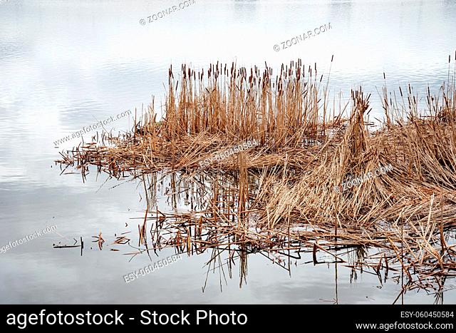 Dry Typha Latifolia flowers , also called Cattails, in the snow close to the frozen Dnieper river covered by the snow in winter, in Kiev, Ukraine