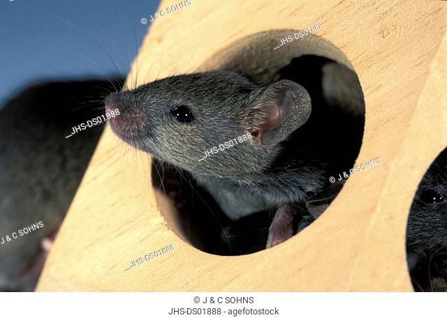 House Mouse, Mus musculus, Germany, adult in wooden toy