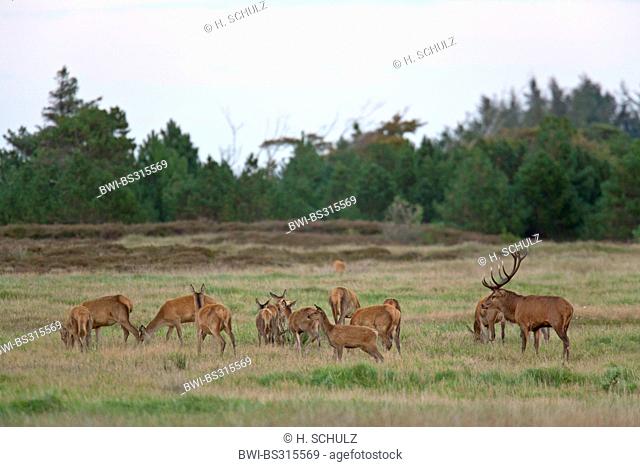 red deer (Cervus elaphus), group in a meadow at a forest edge, Denmark, Jylland