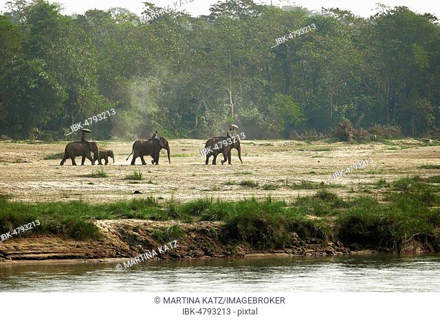 Morning elephant ride on the Rapti River, Sauraha, Chitwan National Park, Terai lowlands, Nepal