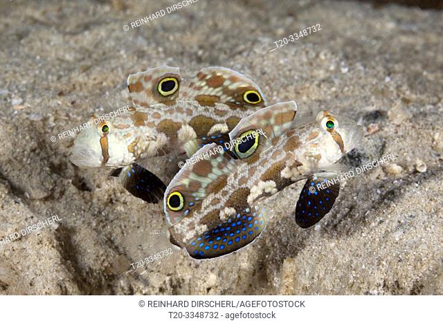 Pair of Crab-eye Gobies, Signigobius biocellatus, Tufi, Solomon Sea, Papua New Guinea