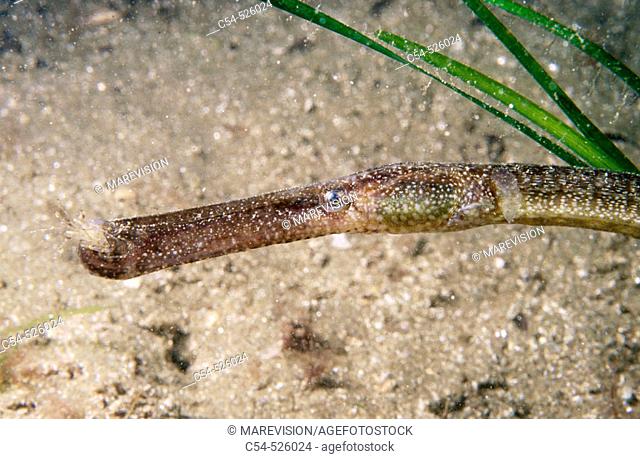 Pipefish (Syngnathus typhle) devouring shrimp. Galicia, Spain