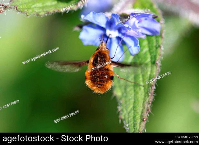 Green alkanet, Pentaglottis sempervirens, blue flowers with a bee fly, Bombylius major, hovering and feeding on nectar with a blurred leafy background