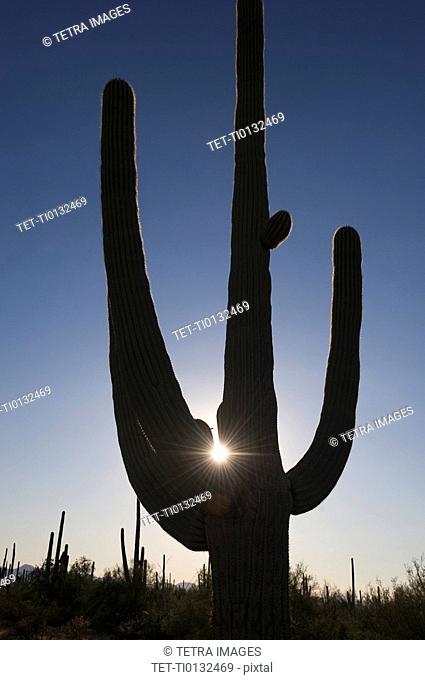 Sun shining behind cactus plant, Saguaro National Park, Arizona