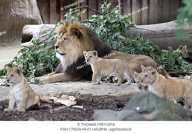 The barbary lion father ""Schroeder"" can be seen with his cubs, which were born on the 19th of April at the zoo in Neuwied, Germany, 26 June 2017