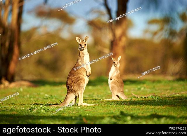 Two eastern grey kangaroos, Macropus giganteus, Victoria, Australia