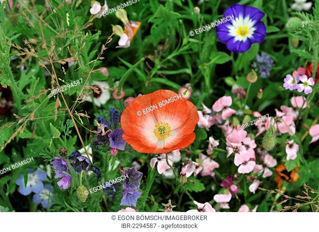 Iceland poppy (Papaver nudicaule), flower meadow, Schwaebisch Gmuend, Baden-Wuerttemberg, Germany, Europe
