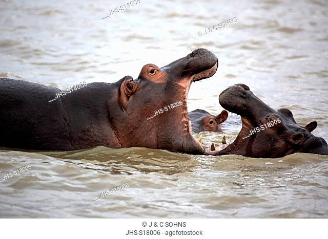 Hippopotamus, (Hippopatamus amphibius), two adults in water fighting, Saint Lucia Estuary, Isimangaliso Wetland Park, Kwazulu Natal, South Africa, Africa