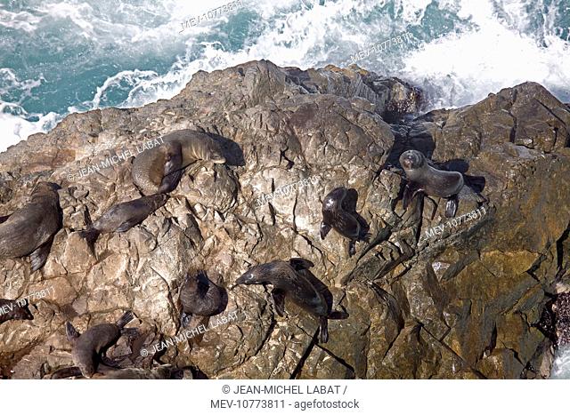 South American Fur Seal - resting on rocks (Arctocephalus australis)