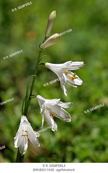St. Bruno's Lily (Paradisea liliastrum, Paradisia liliastrum), inflorescence, Switzerland, Graubuenden, Puschlav