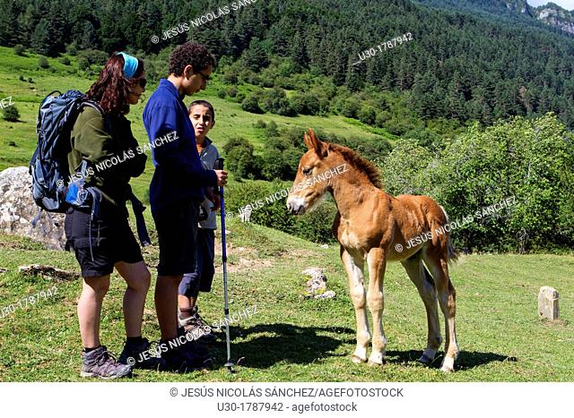 Hikers next to a little curious colt, in Rincón de Belagua  Isaba  Roncal Valley  Navarra  Spain  Europe