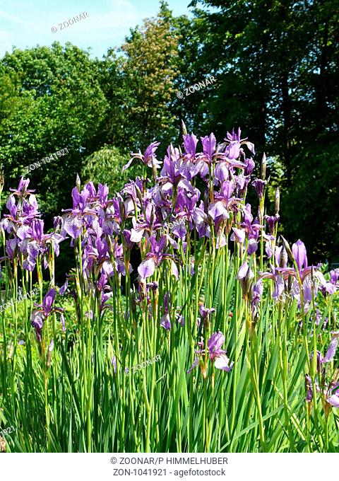 Iris sibirica, Sibirische Wieseniris, siberian iri