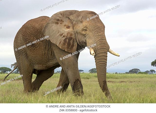 African elephant (Loxodonta africana) bull walking on savanna, Amboseli national park, Kenya