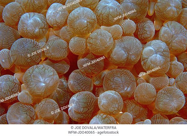 Tentacle of Sea Anemone, Actiniaria, Mindoro, Philippines