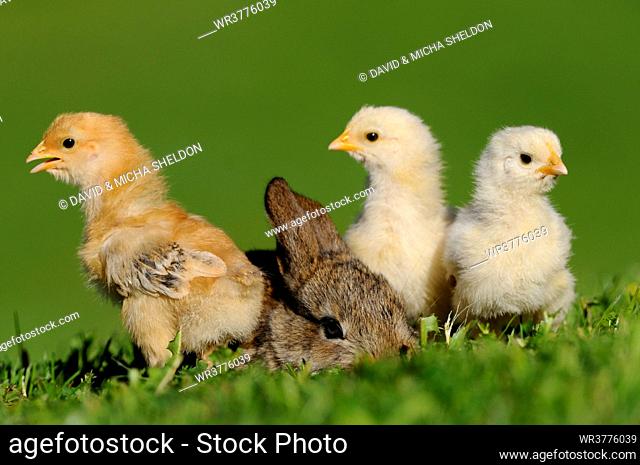 Barn fowl chicks and rabbit