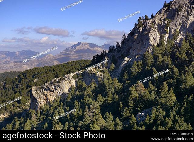 Tajo de las Albercas and Pinsapos Forest (Abies pinsapo) in the Sierra de las Nieves National Park in the province of Malaga. Andalusia, Spain