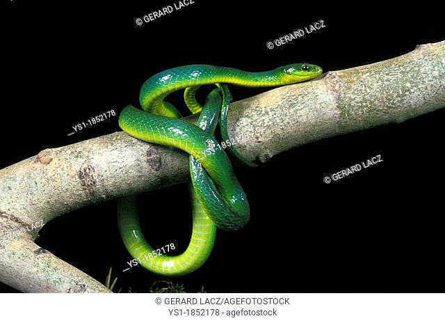 Green Snake, opheodrys major, Adult standing on Branch against Black Background