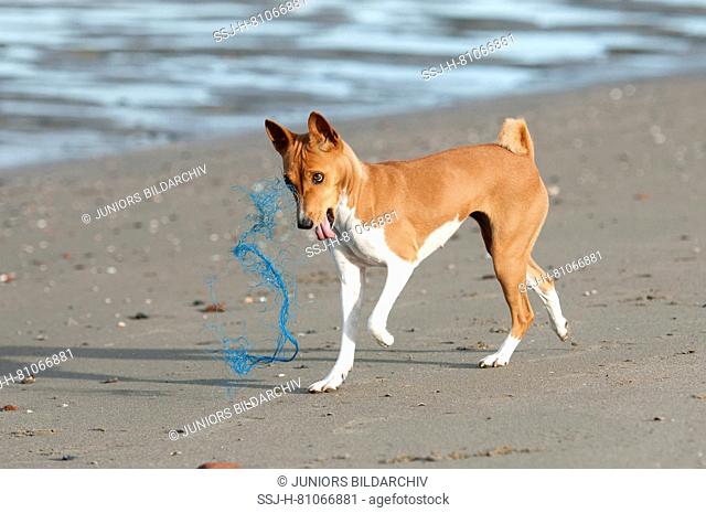 Basenji. Bitch (7 years old) on a beach, playing with a blue rope. Ouddorp, Netherlands