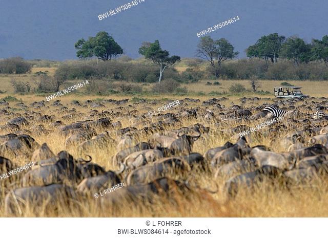 blue wildebeest, brindled gnu, white-bearded wildebeest Connochaetes taurinus, big herd migrating in the savanna, Kenya, Masai Mara National Park