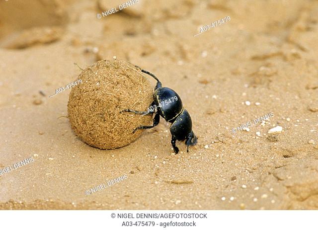 Flightless Dung Beetle, Circellium bacchus, Addo National Park, South Africa