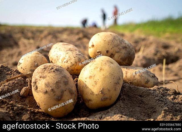 Newly dug or harvested potatoes in a farm field in a low angle view on rich brown earth in a concept of food cultivation