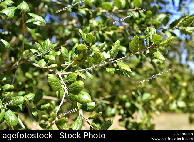 California live oak (Quercus agrifolia) is an evergreen tree native to California (USA) and Baja California (Mexico). Leaves detail