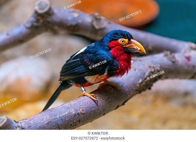 Bearded Barbet lat. Lubius dubius also known as African Barbet