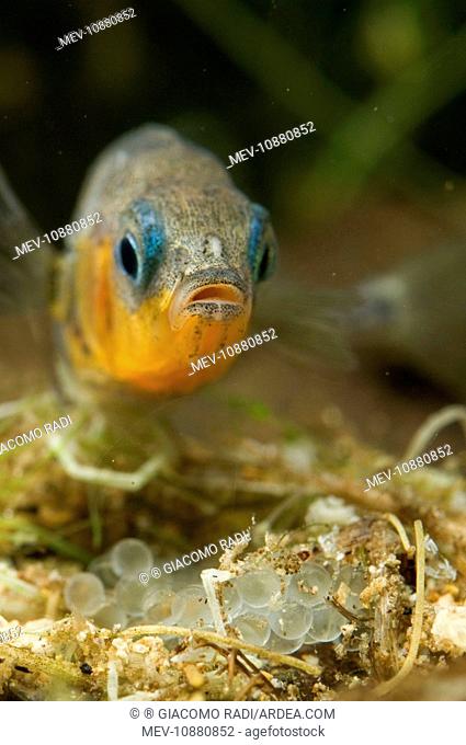 Three-spined Stickleback - male guarding its eggs (Gasterosteus aculeatus)
