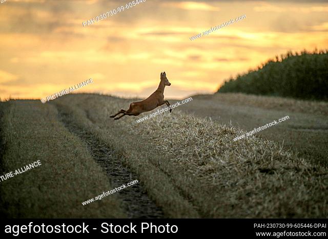 30 July 2023, Baden-Württemberg, Obermarchtal: A roebuck leaps across a harvested cornfield shortly after sunrise. Photo: Thomas Warnack/dpa