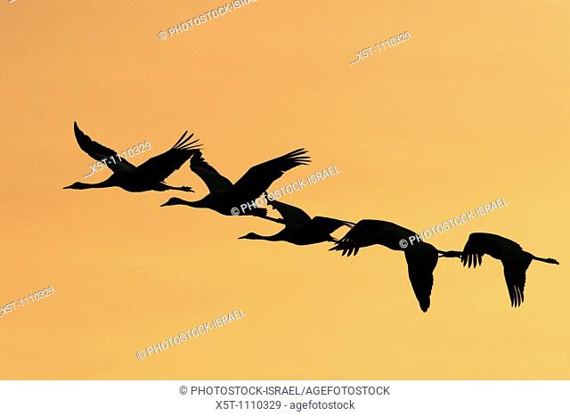 Israel, Hula Valley, silhouette of five Grey Cranes Grus grus flying at sunset winter February 2008