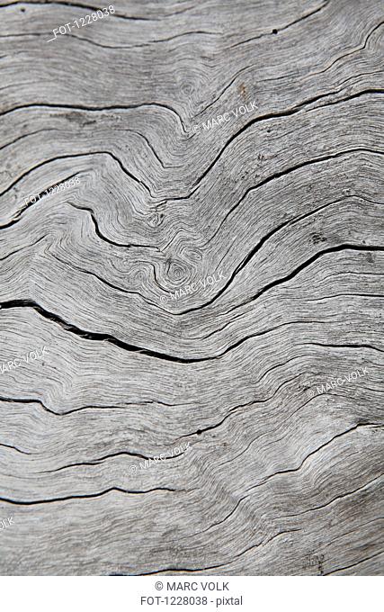 Grooves in a piece of a dead wood