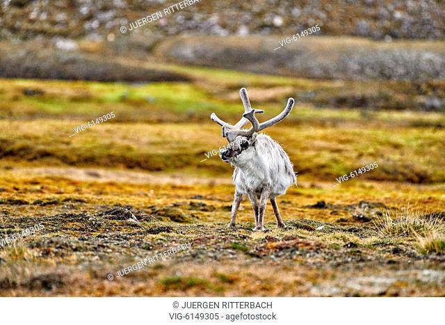 Svalbard reindeer (Rangifer tarandus platyrhynchus), Svalbard or Spitsbergen, Europe - , Svalbard, 24/06/2018