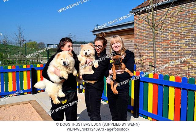 A Wickford-based dog charity has unveiled a new puppy playground offering the youngsters in its care a safe place to have fun and frolics