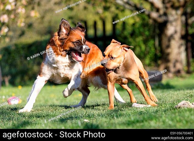 St. Bernhard and pitbulltype Dog enjoy playing in the Garden