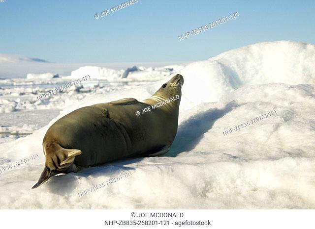 Crabeater Seal, Lobodon carcinophagus, on ice floe, Antarctic Peninsula
